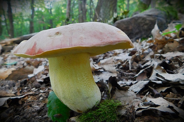 hríb kráľovský Butyriboletus regius (Krombh.) D. Arora & J.L. Frank