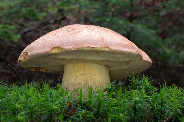 hríb horský Butyriboletus subappendiculatus (Dermek, Lazebn. & J. Veselský) D. Arora & J.L. Frank