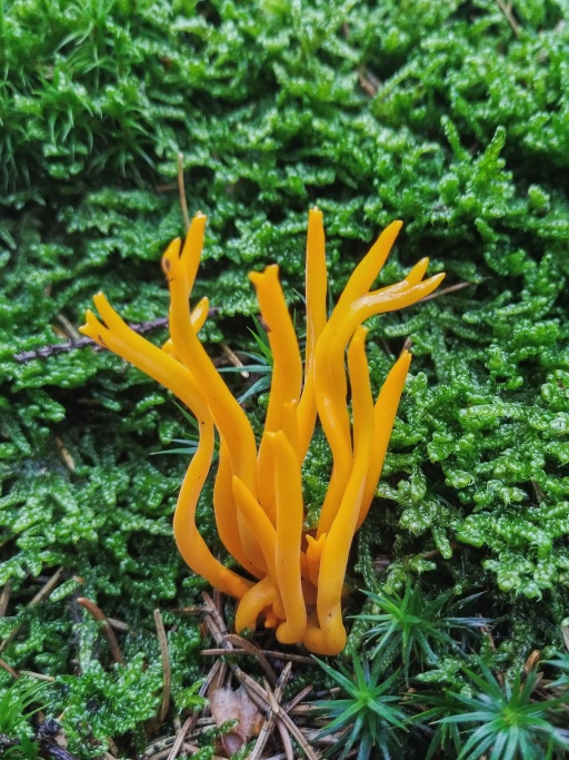 parôžkovec lepkavý Calocera viscosa (Pers.) Fr.