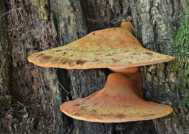 pečeňovec dubový Fistulina hepatica (Schaeff.) With.