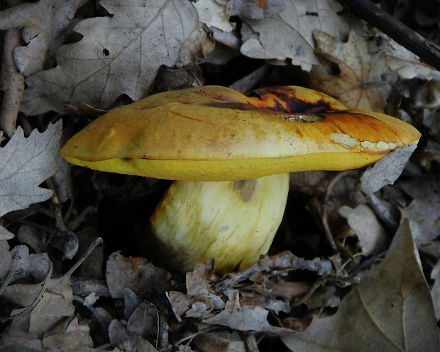 hríb plavý Hemileccinum impolitum (Fr.) Šutara