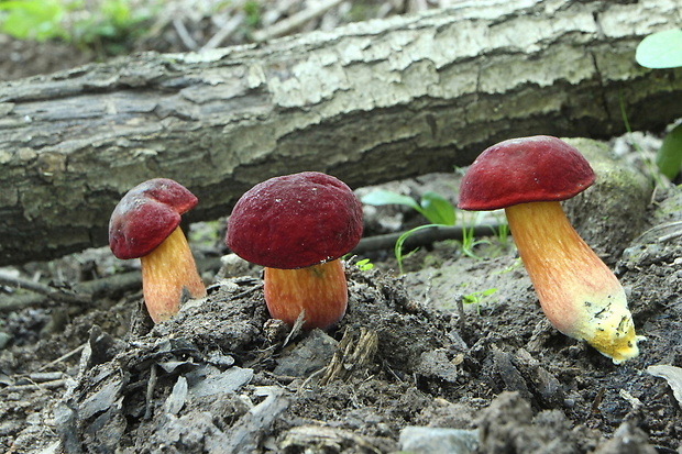 suchohríb karmínový Hortiboletus rubellus (Krombh.) Simonini, Vizzini & Gelardi