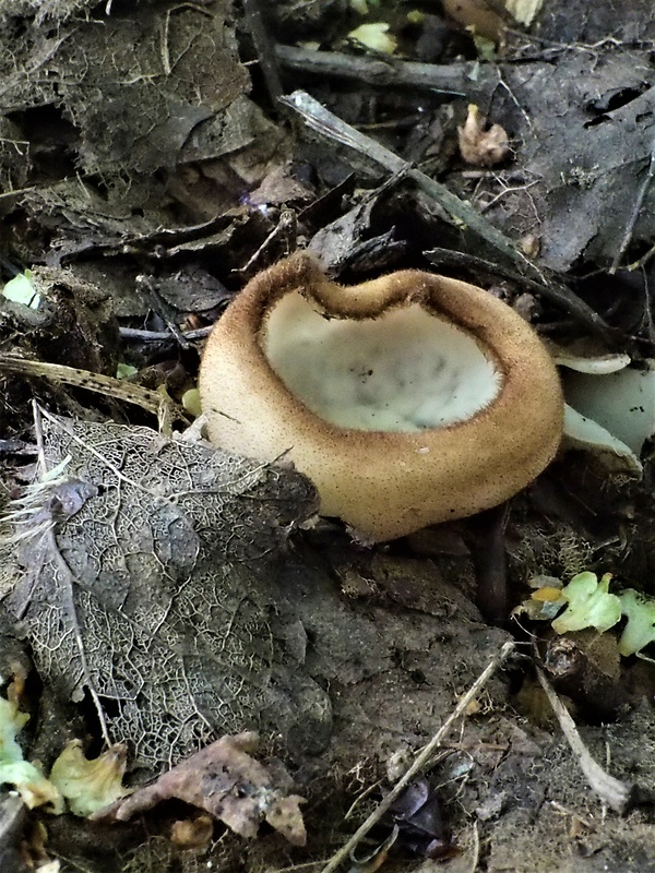 humária polguľovitá Humaria hemisphaerica (F.H. Wigg.) Fuckel