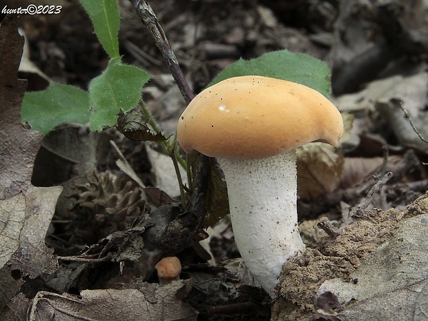 jelenka poprehýbaná Hydnum repandum L.