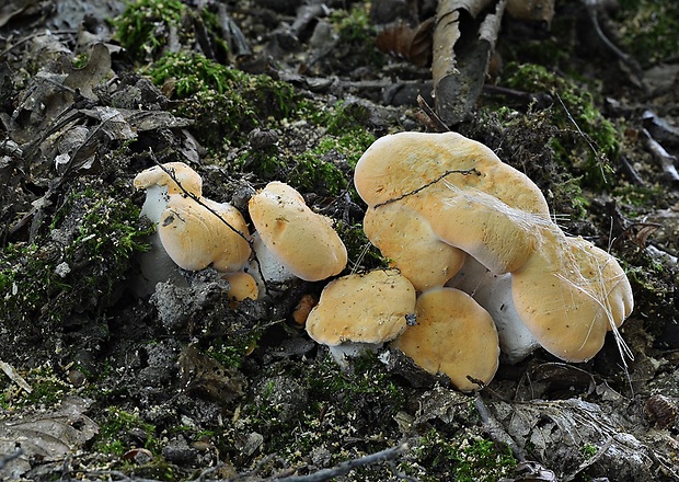 jelenka poprehýbaná Hydnum repandum L.