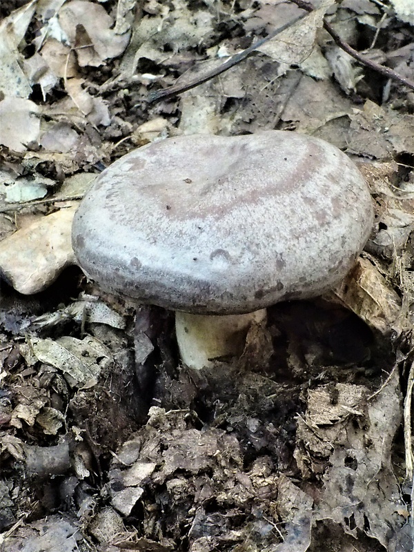 rýdzik kruhovaný Lactarius circellatus Fr.