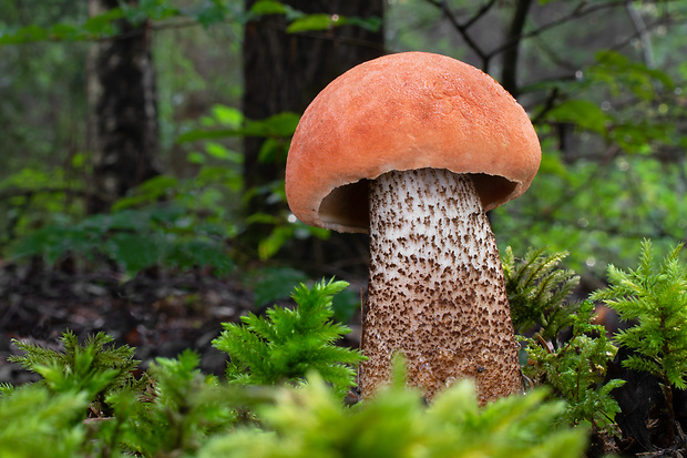 kozák dubový Leccinum aurantiacum (Bull.) Gray