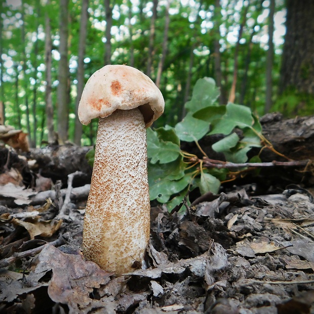 kozák dubový Leccinum aurantiacum (Bull.) Gray