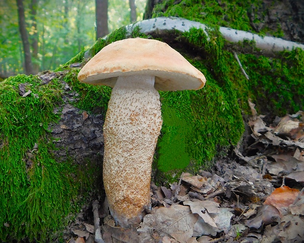 kozák dubový Leccinum aurantiacum (Bull.) Gray