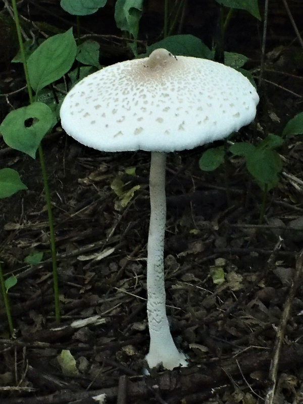 bedľa štíhla Macrolepiota mastoidea (Fr.) Singer