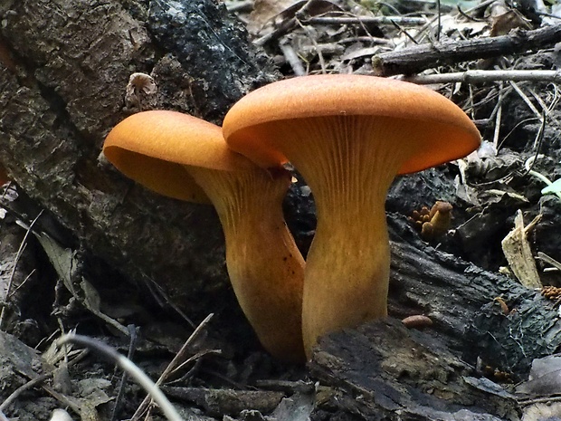 kališník hnedooranžový Omphalotus olearius (DC.) Singer