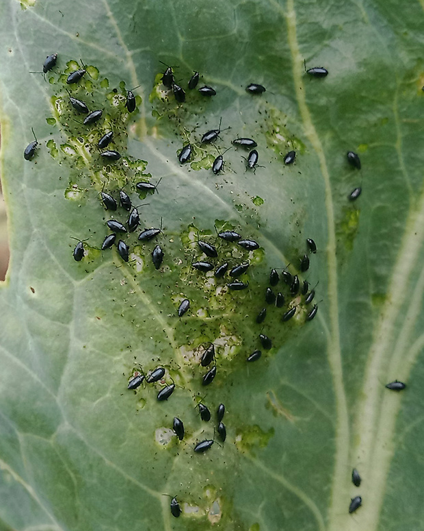 skočka Phyllotreta nigripes ?