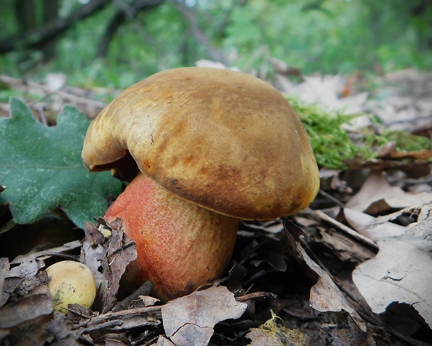 hríb zrnitohlúbikový Sutorius luridiformis (Rostk.) G. Wu & Zhu L. Yang