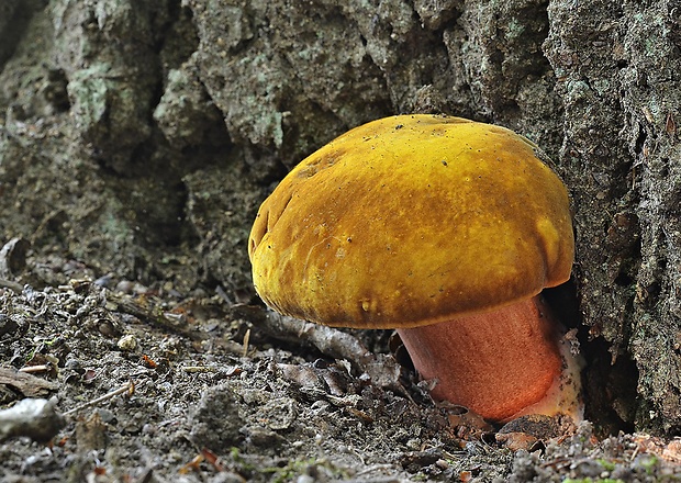 hríb zrnitohlúbikový Sutorius luridiformis (Rostk.) G. Wu & Zhu L. Yang