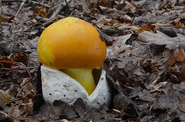 muchotrávka cisárska Amanita caesarea (Scop.) Pers.