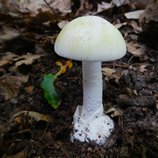 muchotrávka zelená Amanita phalloides (Vaill. ex Fr.) Link