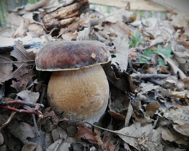 hríb bronzový Boletus aereus Bull. ex Fr.