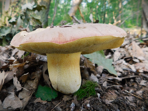 hríb kráľovský Butyriboletus regius (Krombh.) D. Arora & J.L. Frank