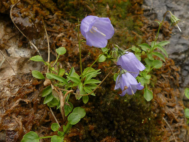 zvonček Campanula scheuchzeri Vill.