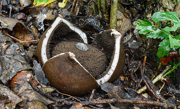 hviezdovka vlasatá Geastrum melanocephalum (Czern.) V.J. Staněk