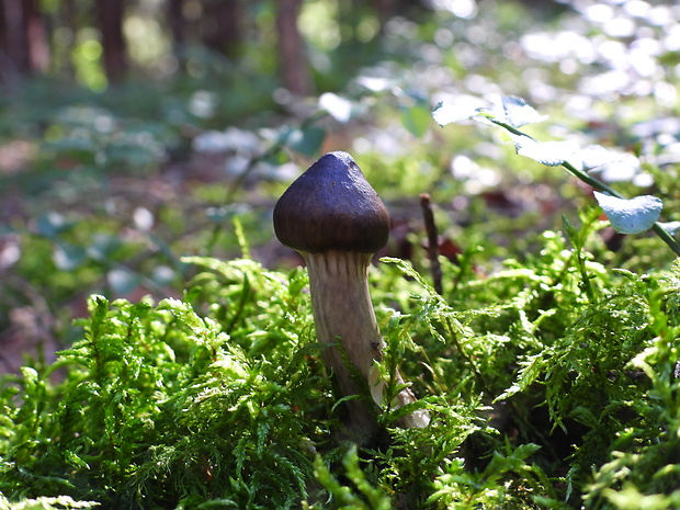 šťavnačka olivovohnedá Hygrophorus olivaceoalbus (Fr.) Fr.