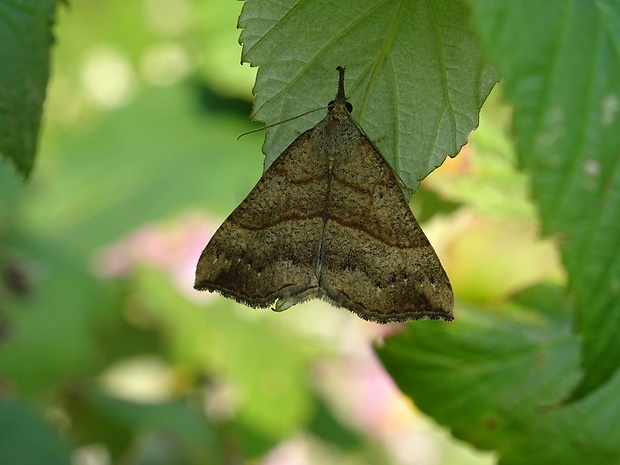 pamora žihľavová Hypena proboscidalis