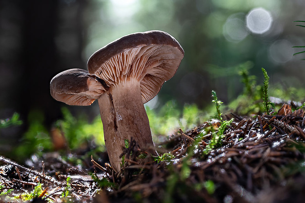 rýdzik sadzový Lactarius picinus Fr.