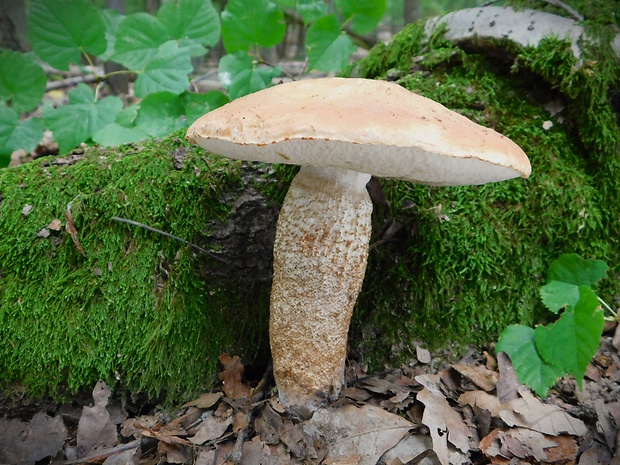 kozák dubový Leccinum aurantiacum (Bull.) Gray