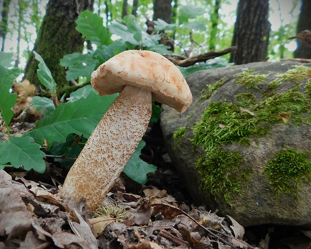 kozák dubový Leccinum aurantiacum (Bull.) Gray