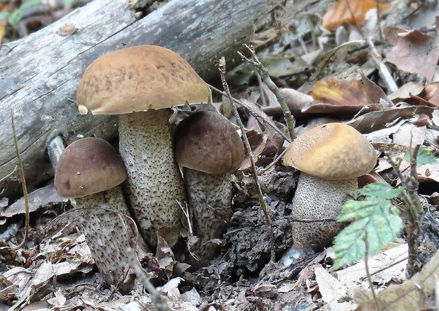 kozák hrabový Leccinum pseudoscabrum (Kallenb.) Šutara