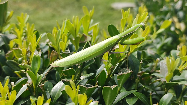 modlivka zelená  Mantis religiosa