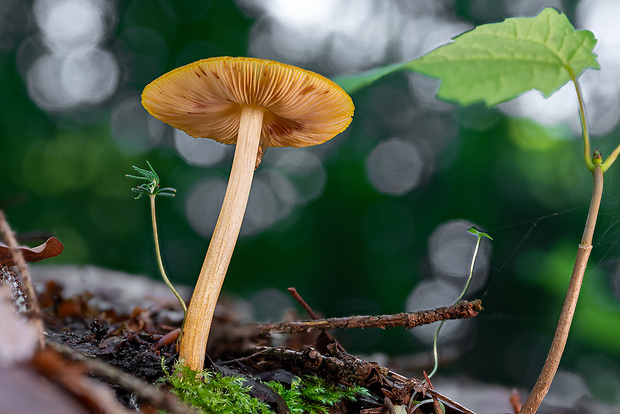 štítovka Pluteus sp.