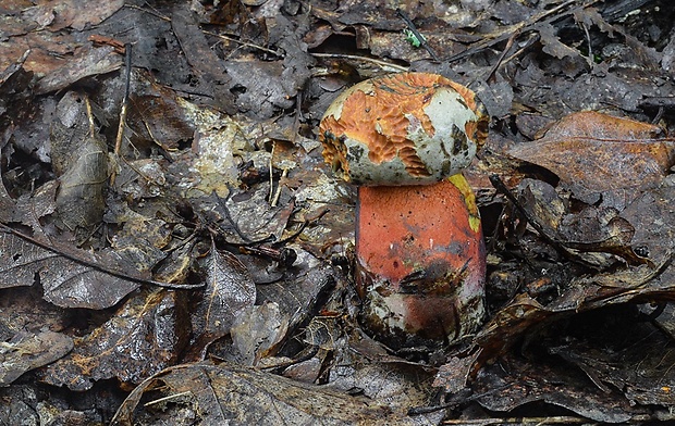 hríb Le Galovej Rubroboletus legaliae (Pilát & Dermek) Della Maggiora & Trassin.