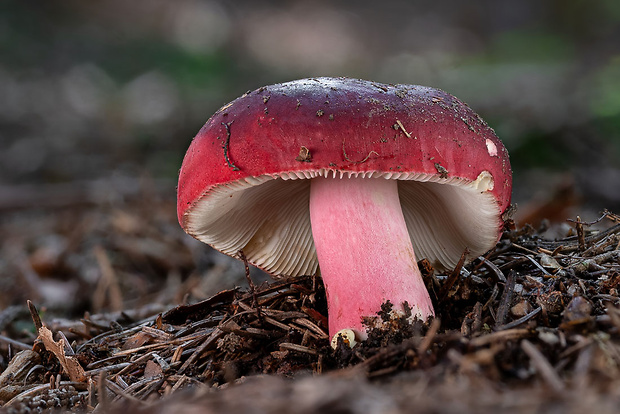 plávka Russula sp.