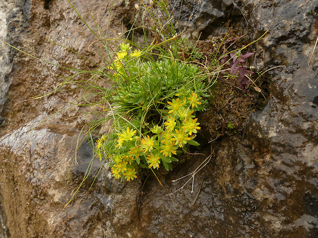 lomikameň vždyzelený Saxifraga aizoides L.