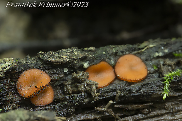 štítovnička Scutellinia sp.