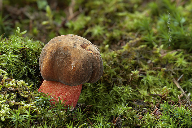 hríb zrnitohlúbikový Sutorius luridiformis (Rostk.) G. Wu & Zhu L. Yang