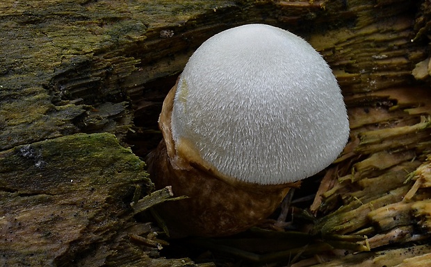 pošvovec stromový Volvariella bombycina (Schaeff.) Singer