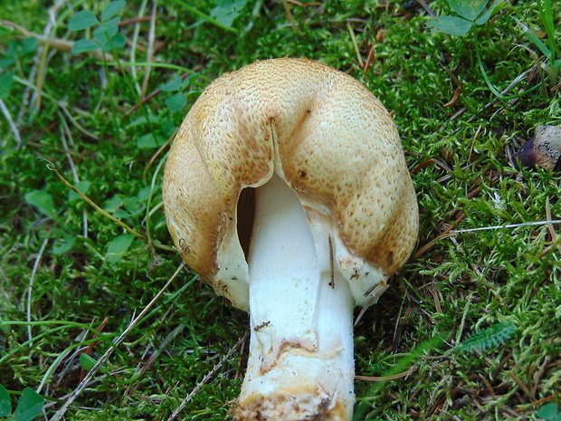 pečiarka Agaricus sp.