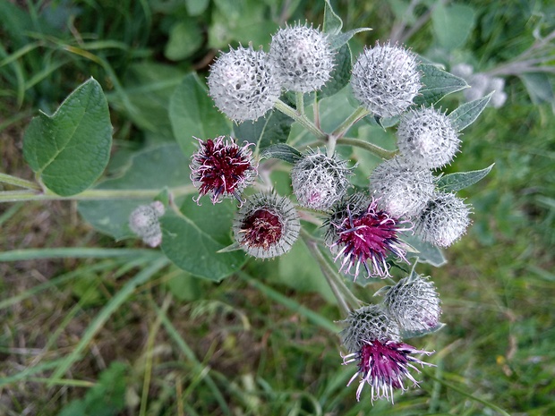 lopúch plstnatý Arctium tomentosum Mill.