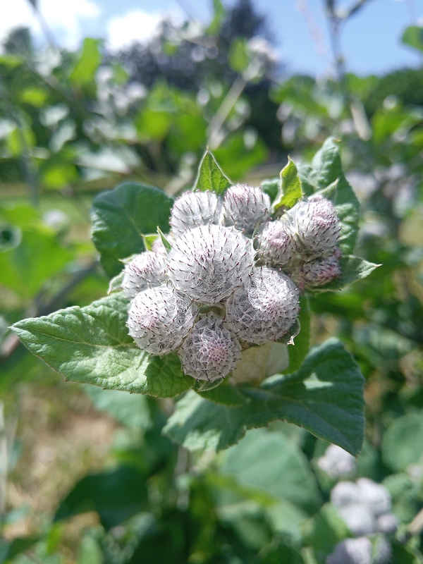 lopúch plstnatý Arctium tomentosum Mill.