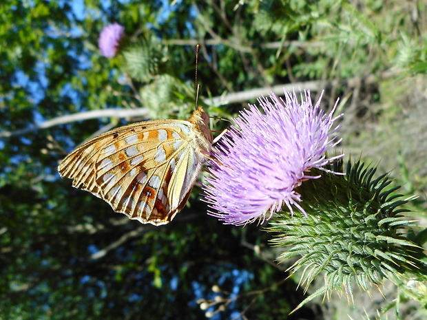 perlovec fialkový Argynnis adippe