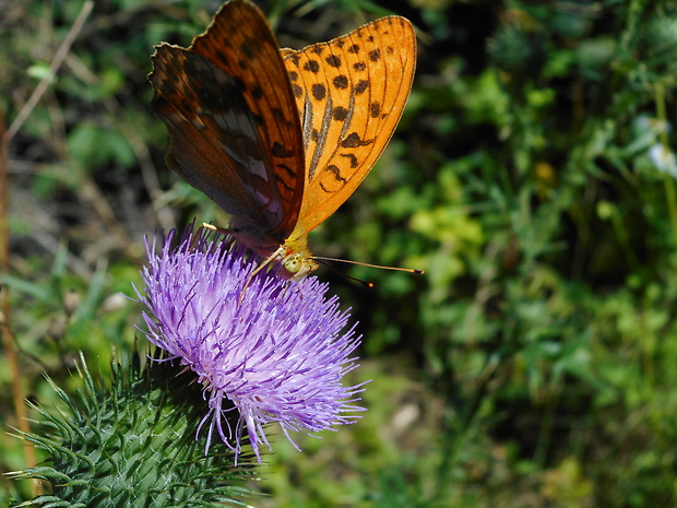 perlovec striebristopásavý Argynnis paphia