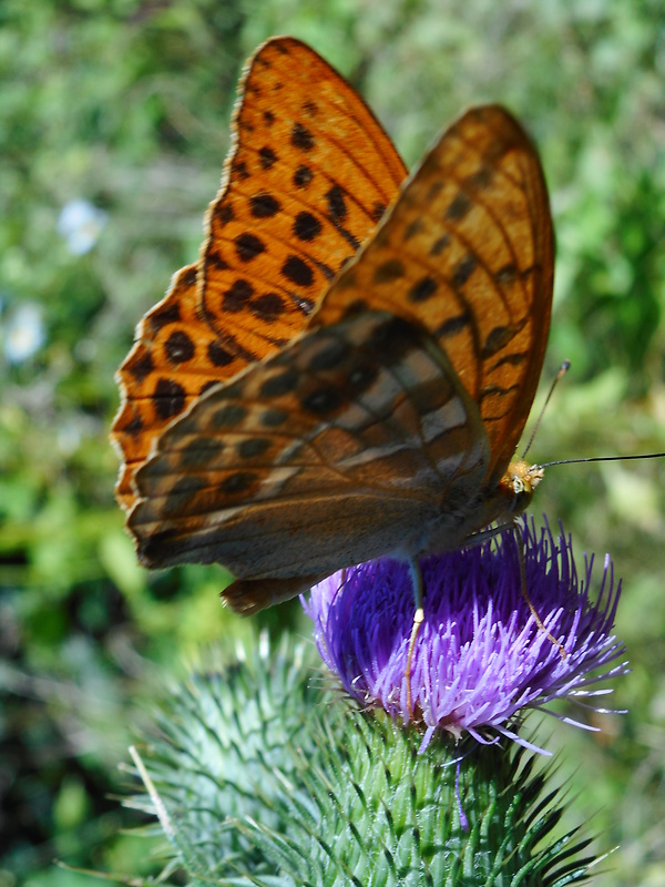 perlovec striebristopásavý Argynnis paphia