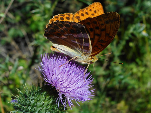 perlovec striebristopásavý Argynnis paphia