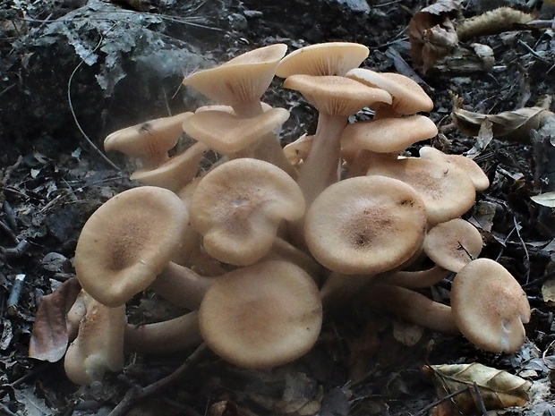 podpňovka bezprsteňová Armillaria socialis (DC.) Fayod