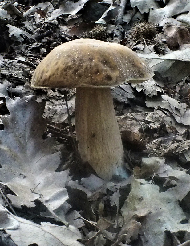 hríb bronzový Boletus aereus Bull. ex Fr.