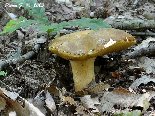 hríb bronzový Boletus aereus Bull. ex Fr.