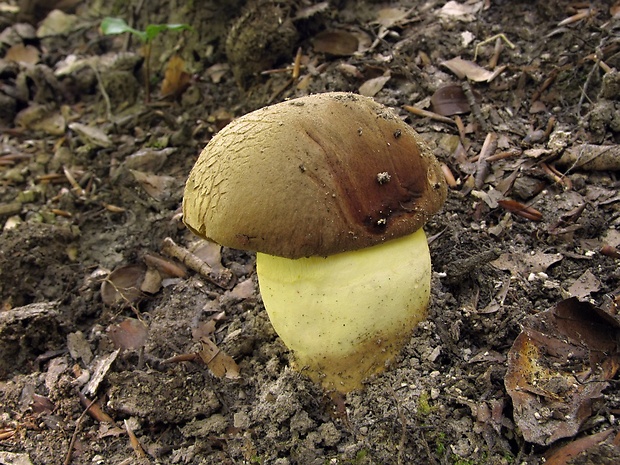 hríb príveskatý Butyriboletus appendiculatus (Schaeff. ex Fr.) Secr.