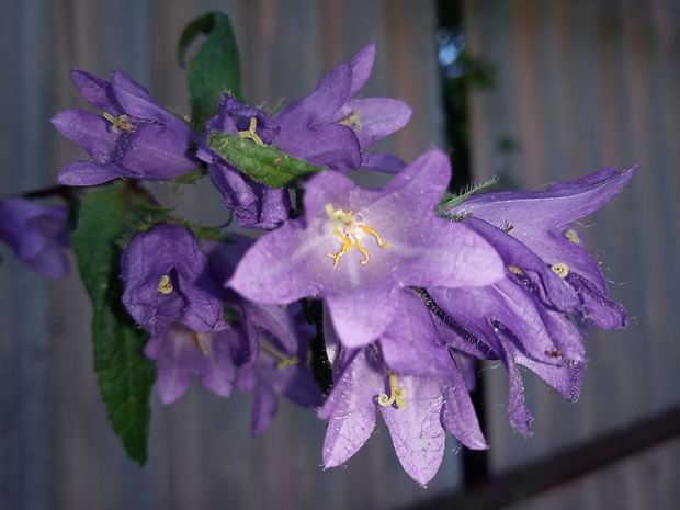 zvonček pŕhľavolistý Campanula trachelium L.